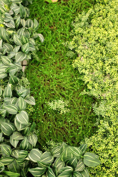綠色植物墻 綠植 植物墻 花卉