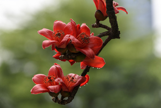 紅棉花