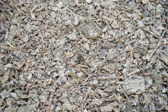 溪黃草