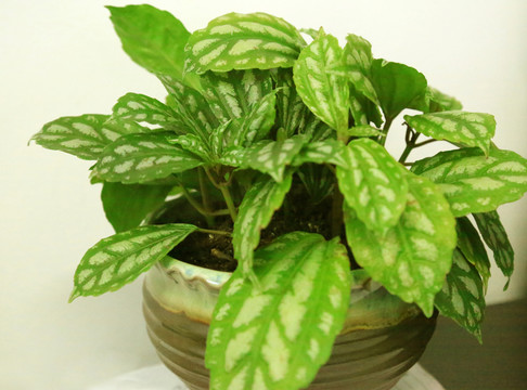 綠色植物