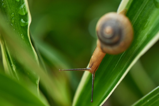 蝸牛
