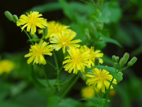 苦菜花