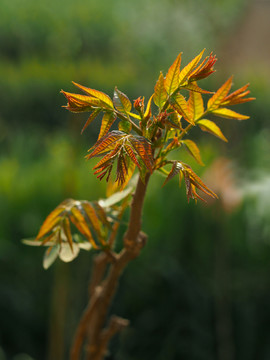 香椿芽