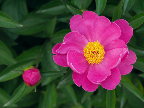 芍藥花