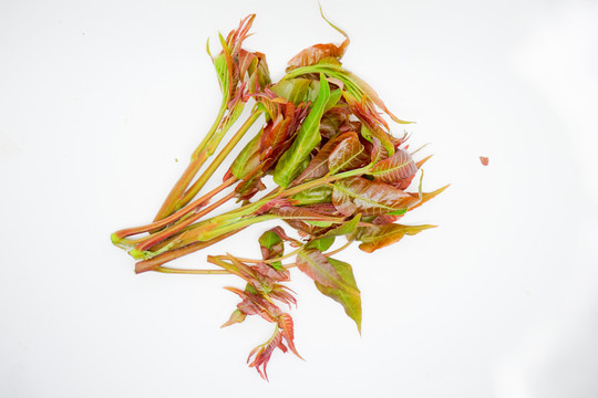 香椿芽 高清大圖