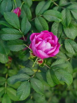 玫瑰花