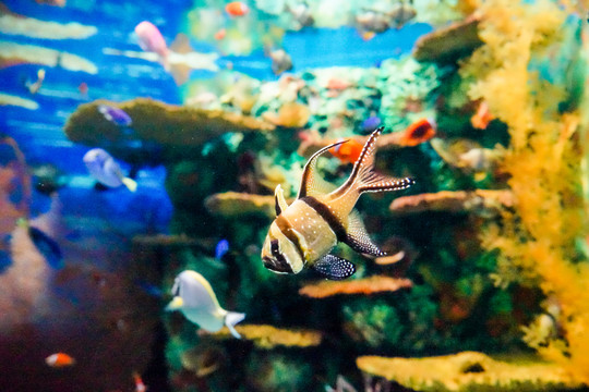 魚群 海底世界 海魚特寫