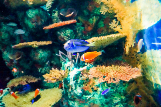 活珊瑚 海洋風光