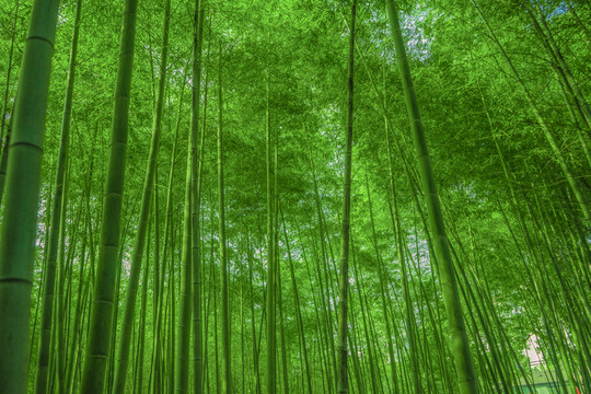 竹林 竹子 高清竹林 竹 高清