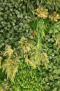 綠色植物墻