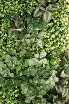 綠色植物墻 綠植 植物墻