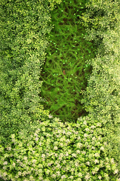 绿色植物墙 绿植