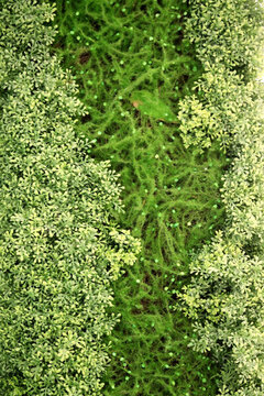 綠色植物墻 綠植 植物墻
