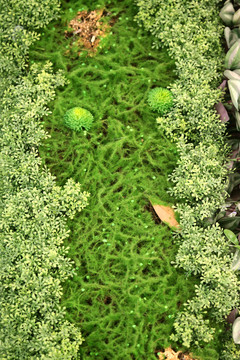 綠色植物墻 綠植 植物墻 花卉