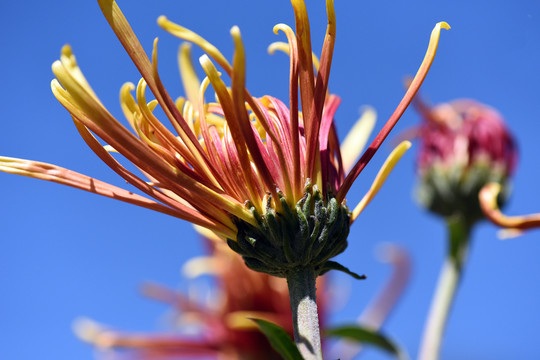 菊花