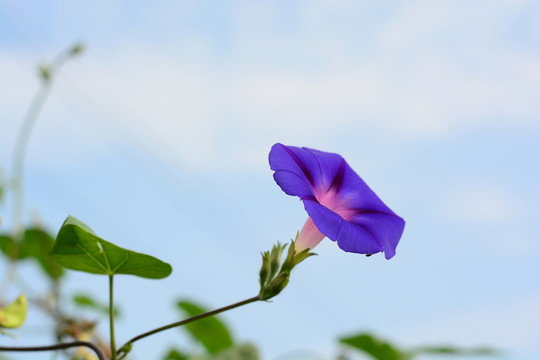 牽牛花