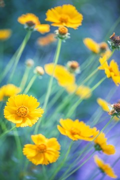金雞菊