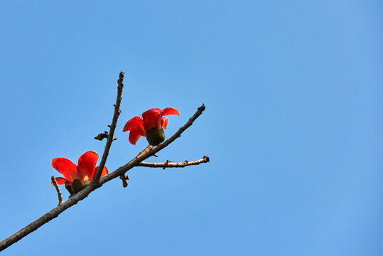 木棉花