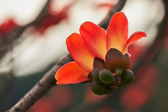 木棉花
