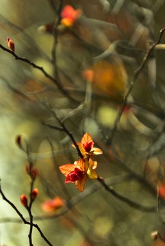 春天的紅葉