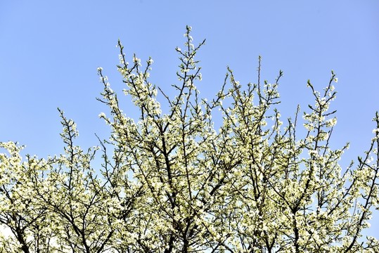 櫻桃花開