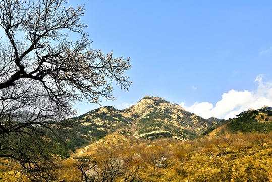 大山大樹(shù)