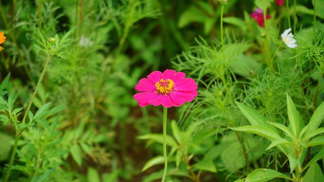 洋紅花卉