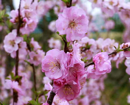 梅花
