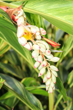 豆蔻 山姜