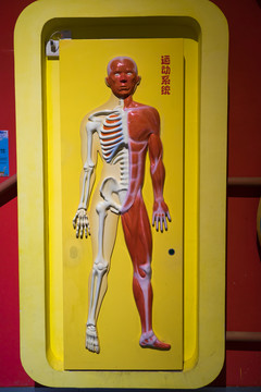 人體運動系統(tǒng)人體肌肉骨骼浮雕模