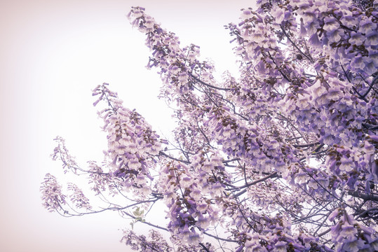 梧桐花