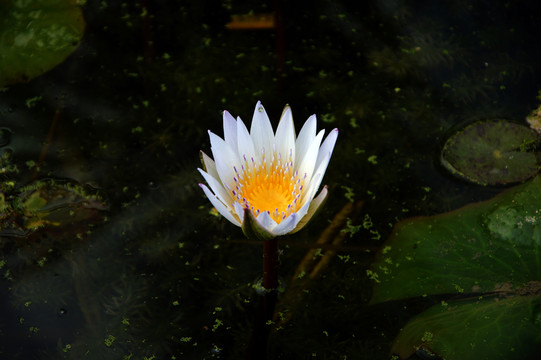 池塘里的蓮花 白色花朵