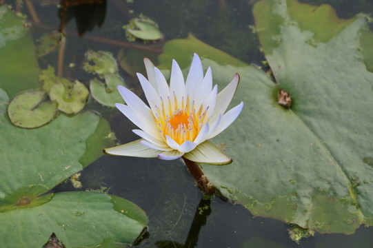 池塘里的蓮花
