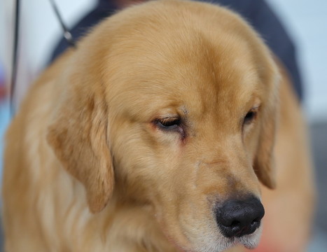 金毛犬