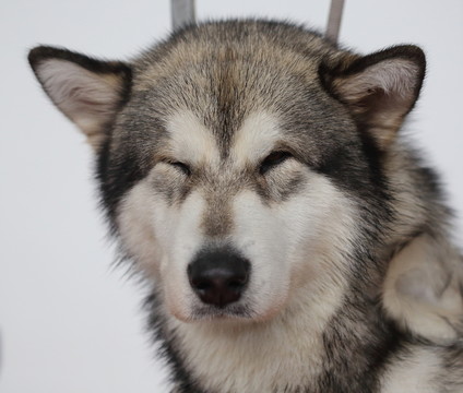 阿拉斯加犬