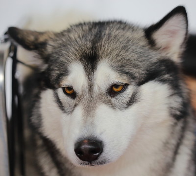 阿拉斯加犬