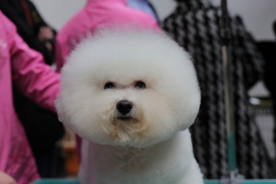比熊