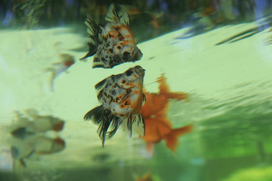 金魚 五花蝶尾