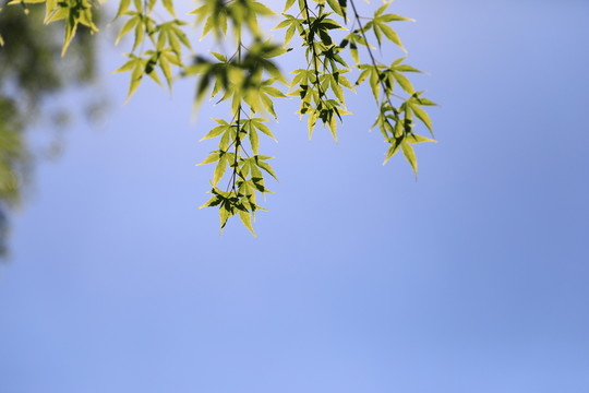 綠葉背景