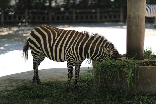 斑馬