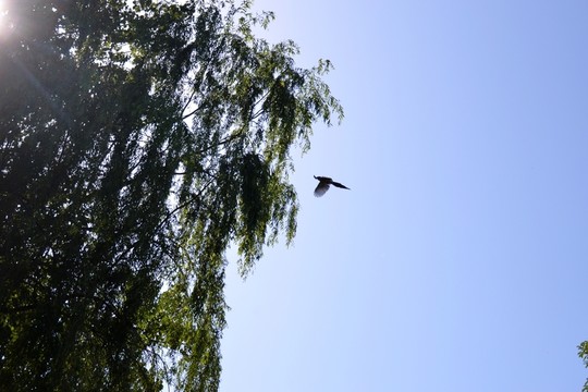柳樹 喜鵲 陽光