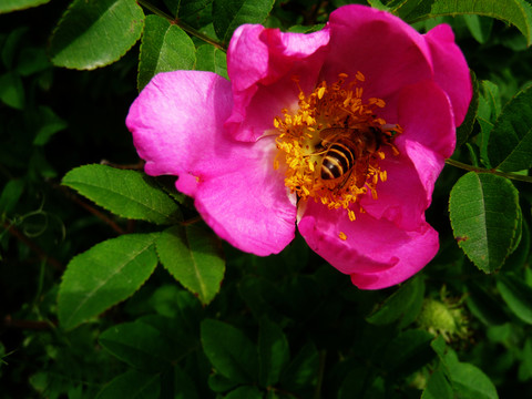 刺玫花