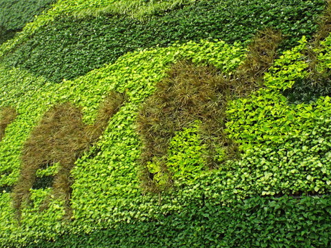 植物背景墙 丝绸之路