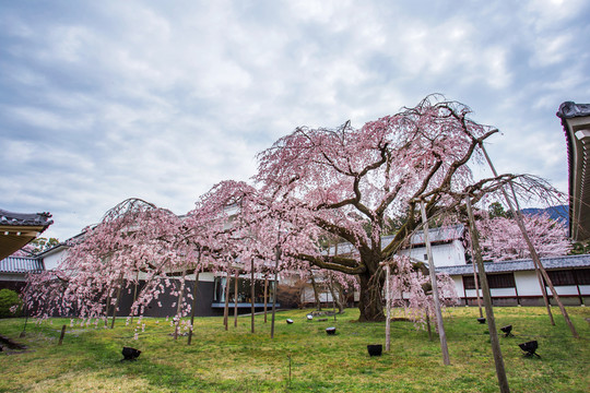 日本京都醍醐寺枝垂櫻花樹