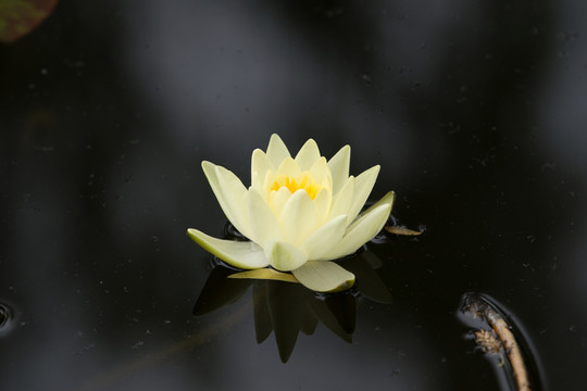 蓮花