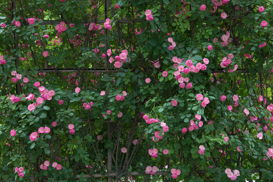 薔薇