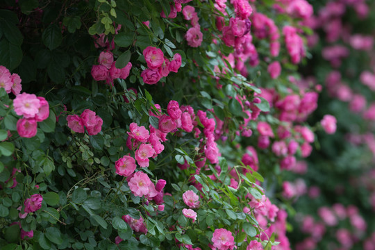 薔薇花