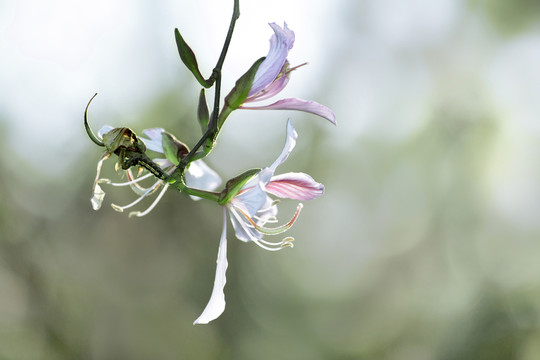 紫荊花