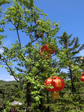 紅燈籠 大紅燈籠高高掛