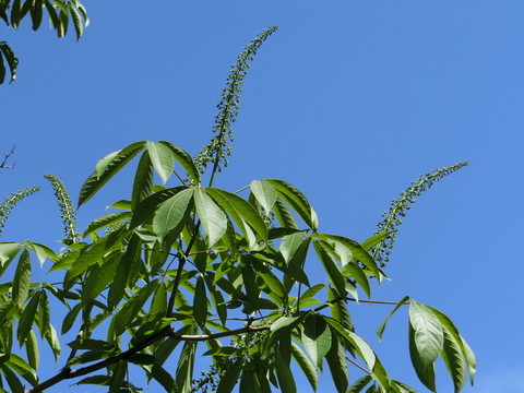 七葉樹 七葉樹花